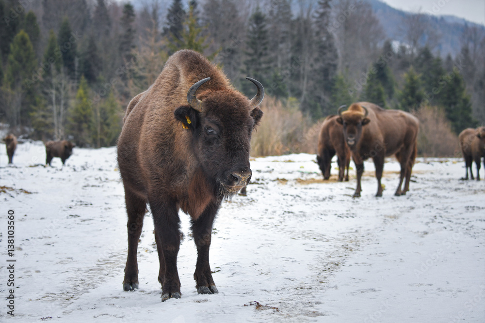 Wild European bison in the forest of the Carpathians Wild European bison in the forest of the Carpathians