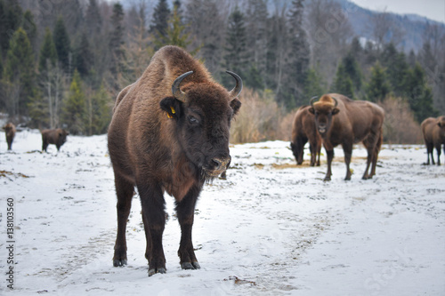 Wild European bison in the forest of the Carpathians 