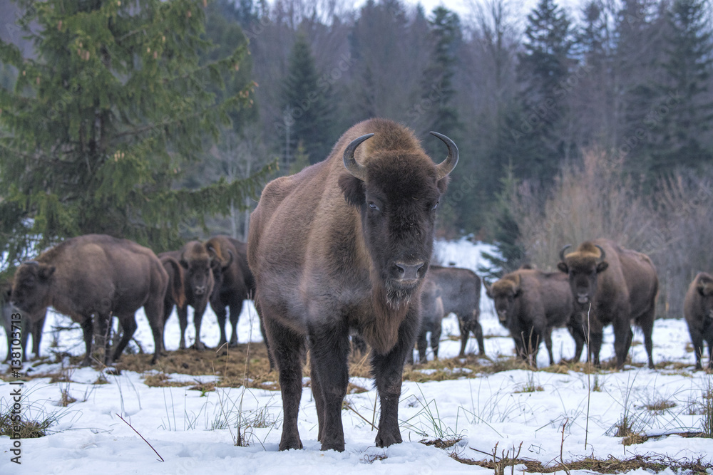 Wild European bison in the forest of the Carpathians Wild European bison in the forest of the Carpathians