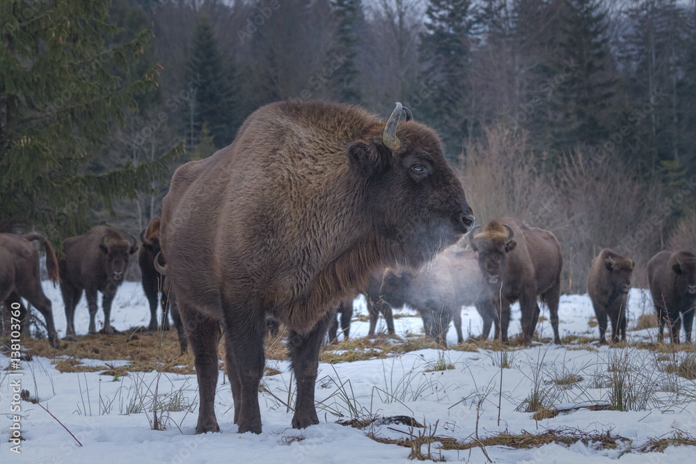 Wild European bison in the forest of the Carpathians Wild European bison in the forest of the Carpathians