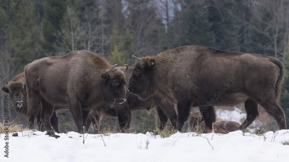 Wild European bison in the forest of the Carpathians Wild European bison in the forest of the Carpathians