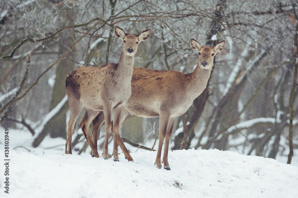 Red deer portrait on snow and forest in winter time Red deer portrait on snow and forest in winter time