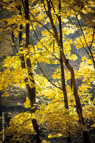 Autumn in park Aleksandriya photo