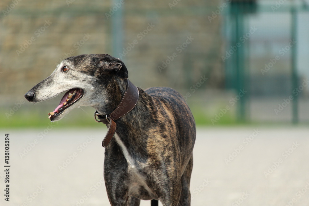 Galgo in cerca di qualcosa Galgo in cerca di qualcosa