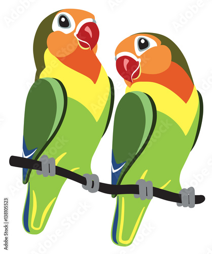pair of cartoon parrots Fischer lovebirds agapornis isolated on white