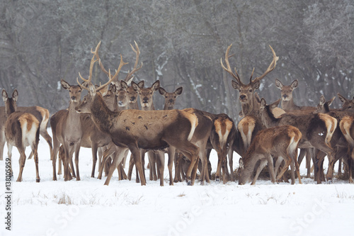Red deer portrait on snow and forest in winter time