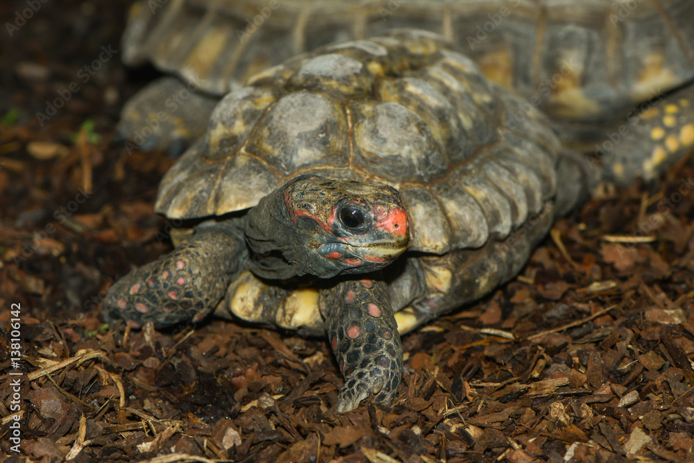 Naklejka premium Waldschildkröte