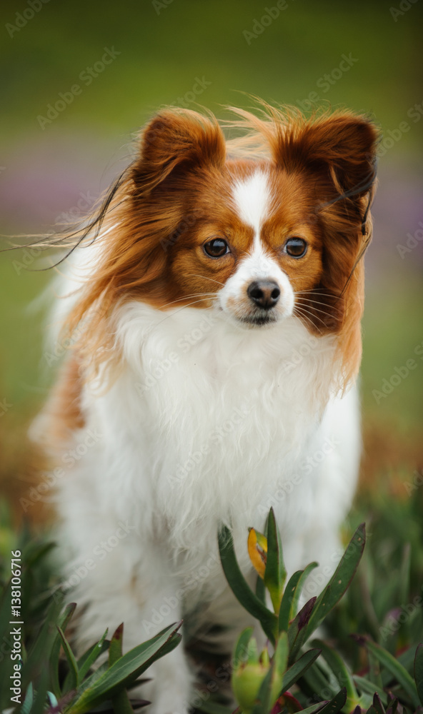 Papillon dog standing in nature field Papillon dog standing in nature field
