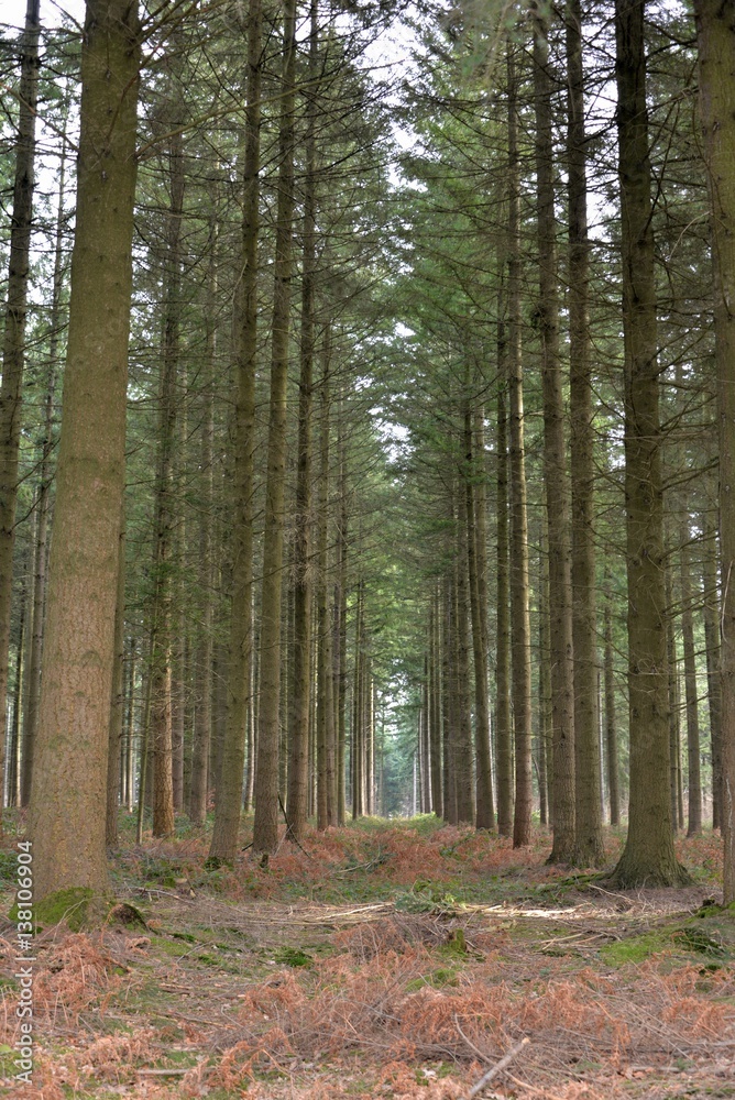 Fototapeta premium Las