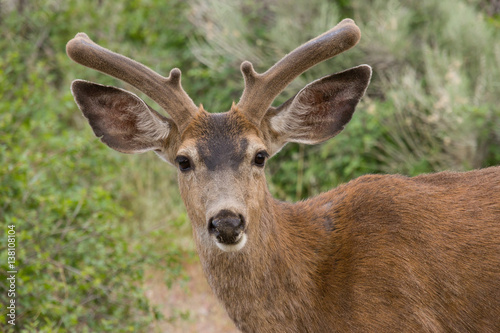 Deer at Shastina Lake, CA, USA