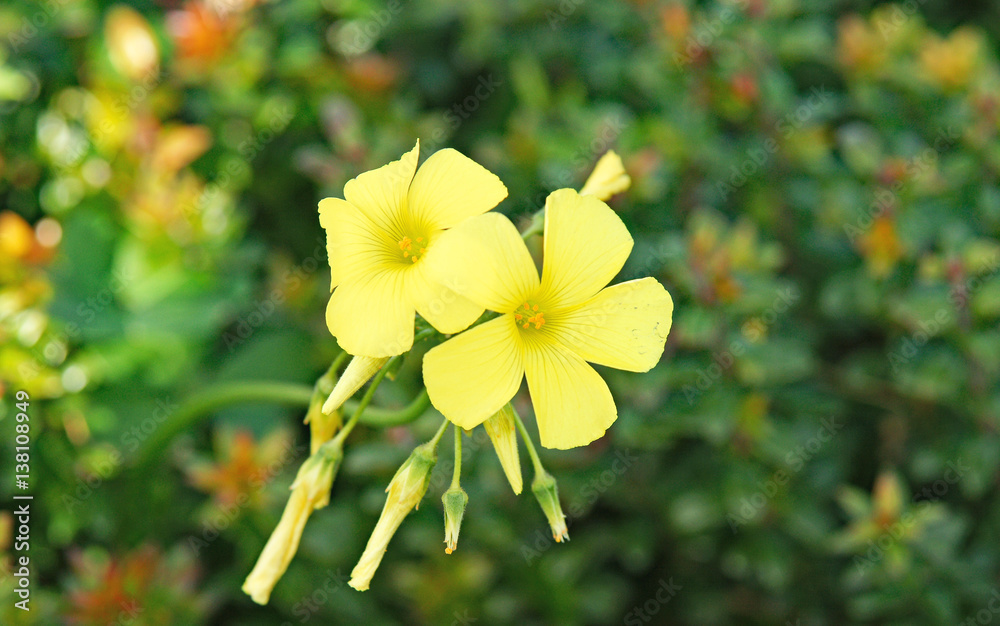 Obraz premium Flores e insectos en jardines de Barcelona