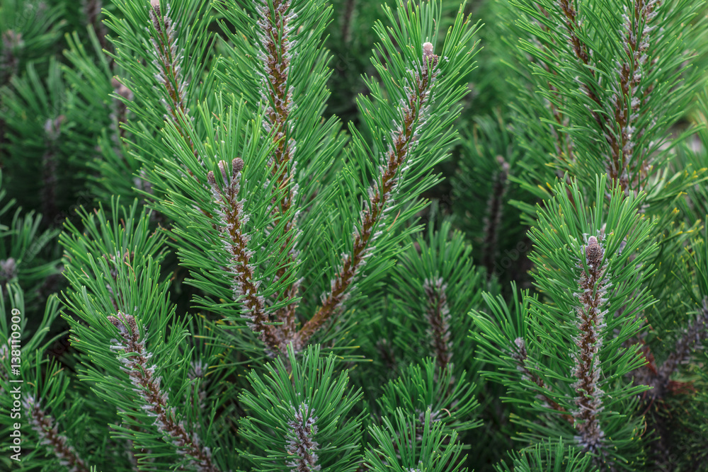 background of green spruce branches