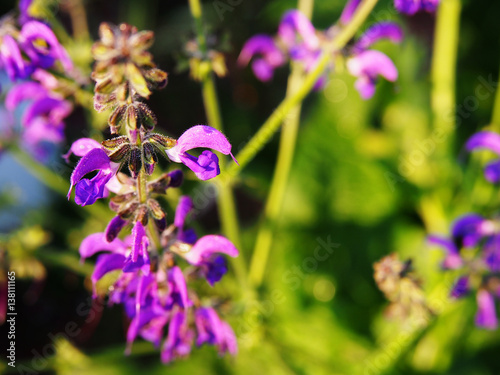 Salvia pratensis - meadow clary  meadow sage  