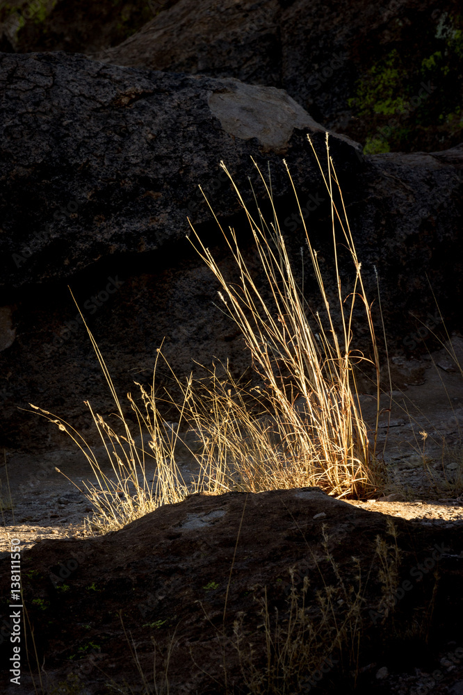 Sunset on grass at City of Rocks State Park, NM, USA Sunset on grass at City of Rocks State Park, NM, USA