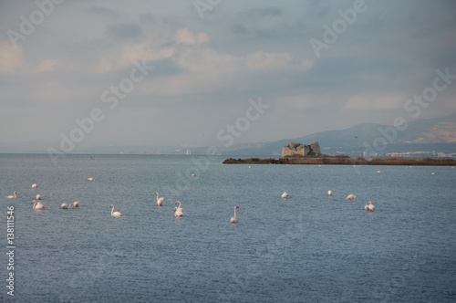 the coast of the flamingos © Felipe