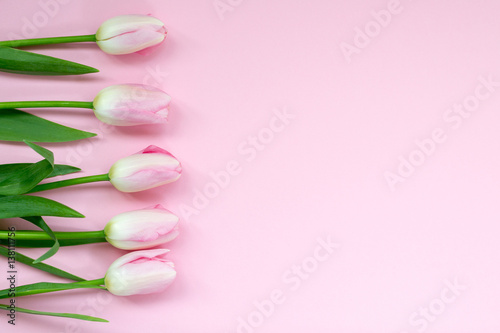 Fototapeta Naklejka Na Ścianę i Meble -  Pink tulips on the pink background. Flat lay, top view. Valentines background