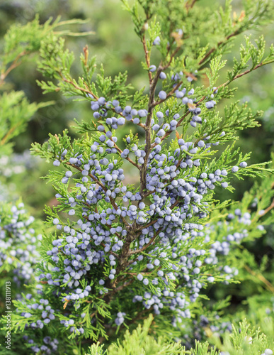 juniper branch with blue berries
