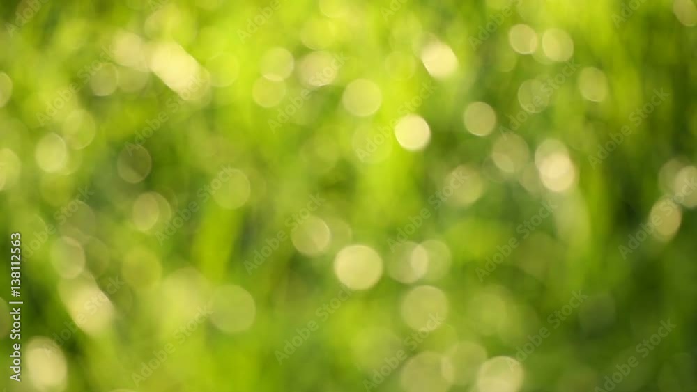 green grass in the spring park illuminated by the sun