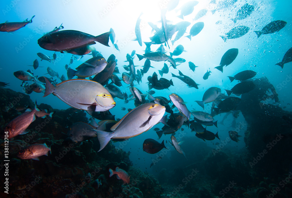 Fototapeta premium Rich life on the coral reef.