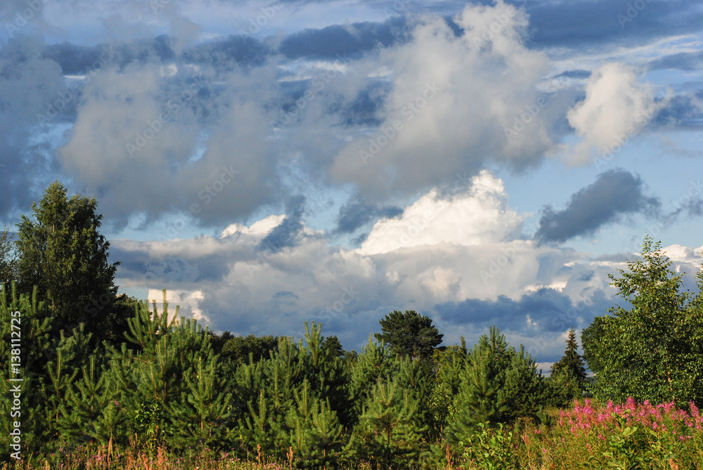Christmas tree farm with spruce and fir trees. Summer spring landscape over dramatic sky cloud Christmas tree farm with spruce and fir trees. Summer spring landscape over dramatic sky cloud