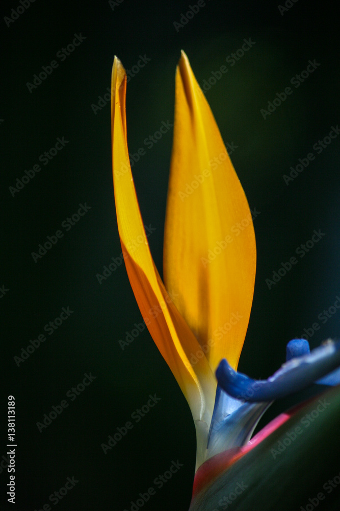 La flor del ave del paraiso Stock Photo | Adobe Stock