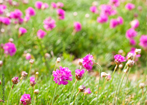 Pink  purple flowers in the green grass.