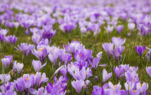Purple crocuses on a field, Drebach, Saxony, Germany 
