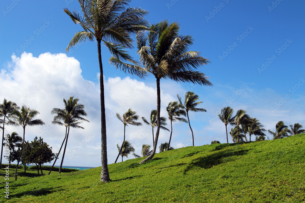 Palm trees on the beach at the Ko Olina beach resort, Oahu, Hawaii