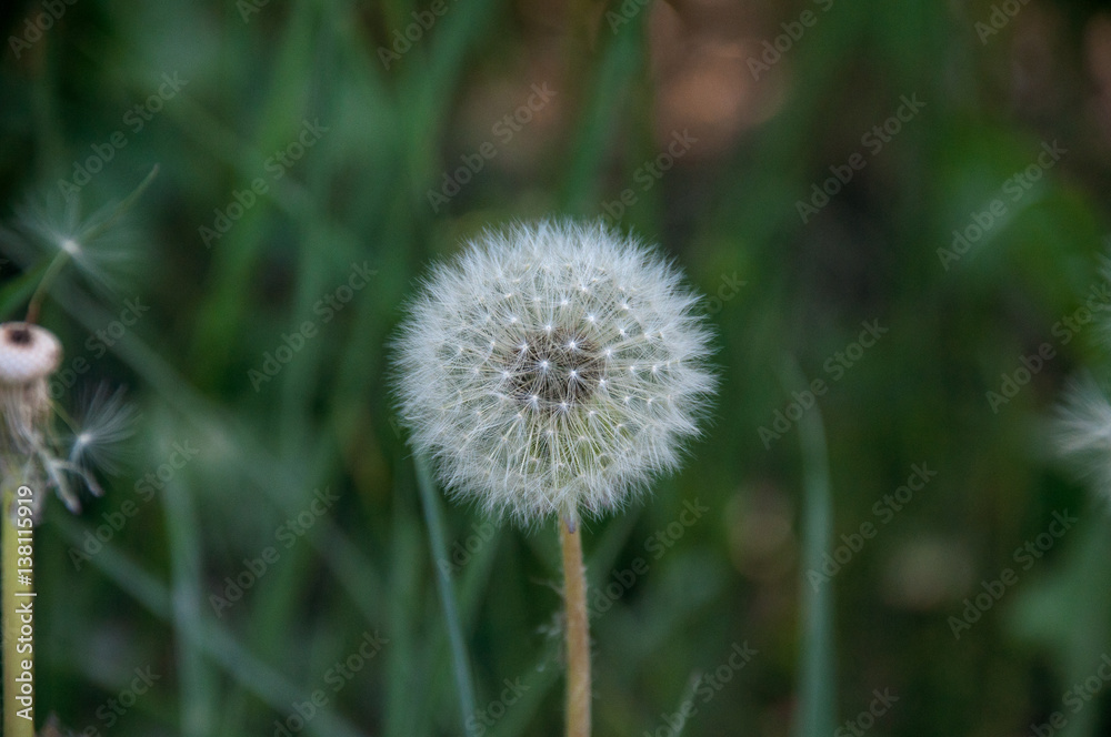 Fluffy dandelion on a background of green grass with blurred background Fluffy dandelion on a background of green grass with blurred background
