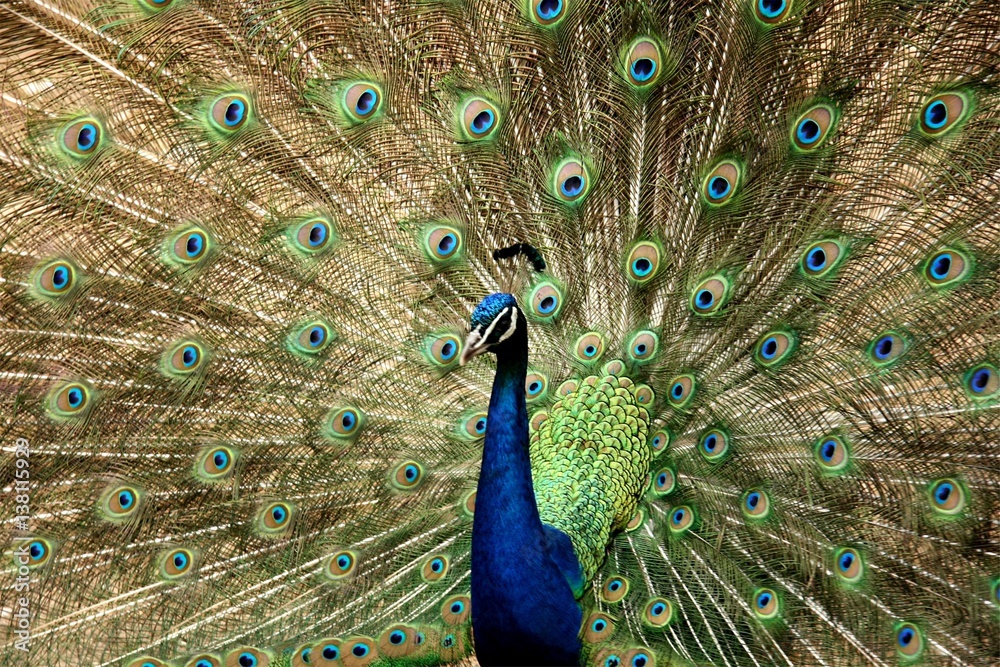 Obraz premium Peacock with tail feathers faded out