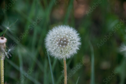 Fluffy dandelion on a background of green grass with blurred background