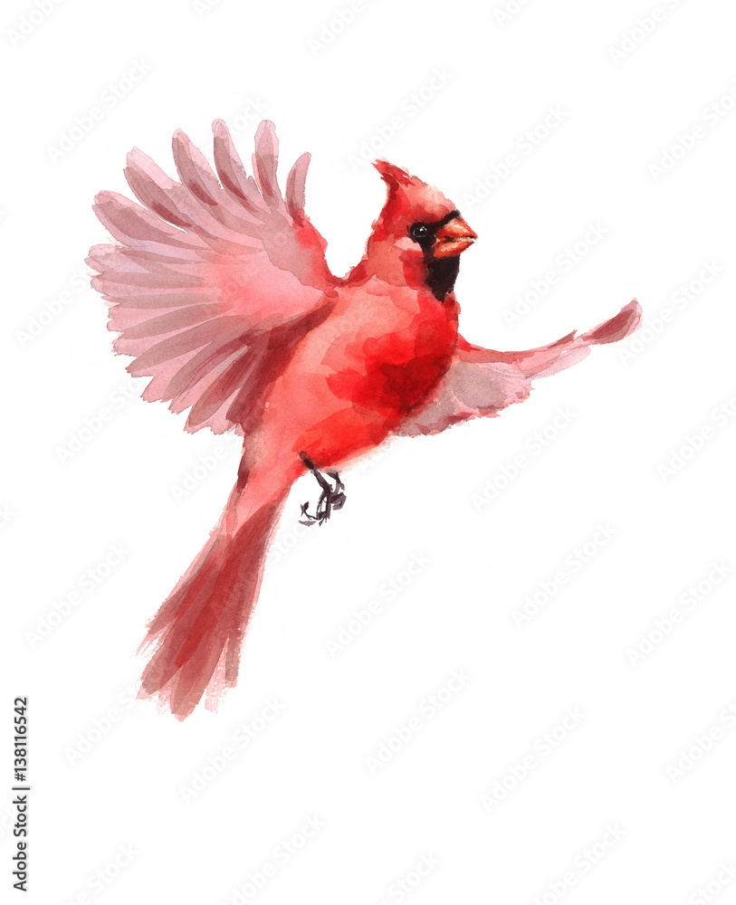 Watercolor Bird Red Northern Cardinal Flying Winter Christmas Hand Painted Greeting Card Illustration Isolated On White Background Stock Illustration Adobe Stock