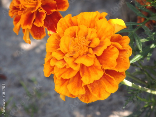 Garden flower