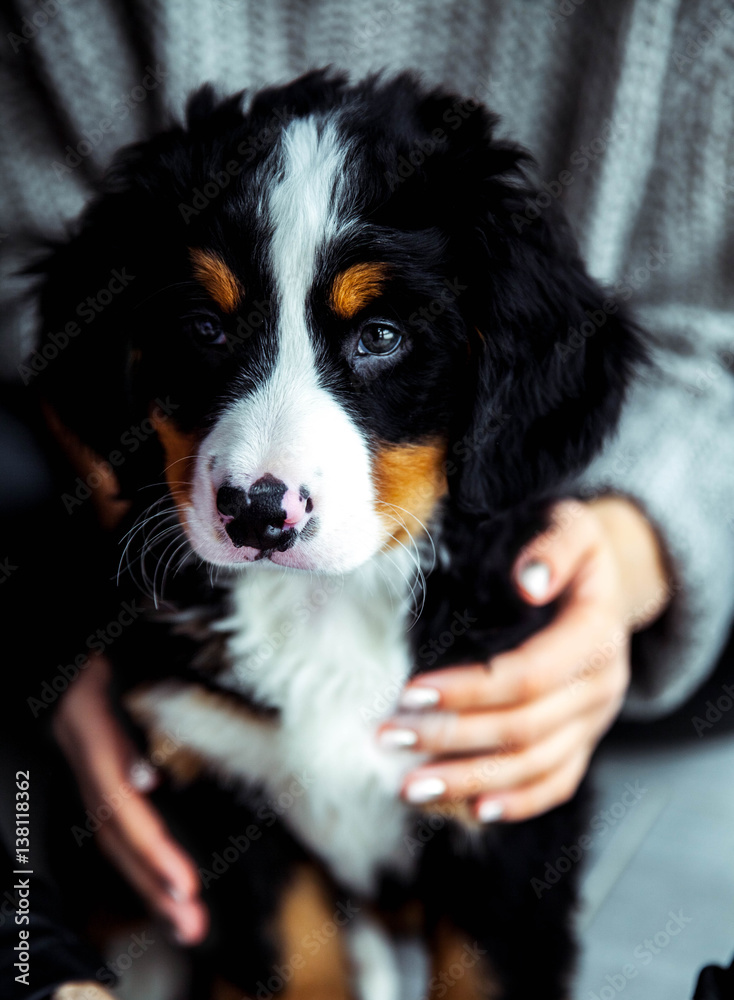 little puppy of bernese mountain dog on hands of fashionable girl with a nice manicure. animals, fashion