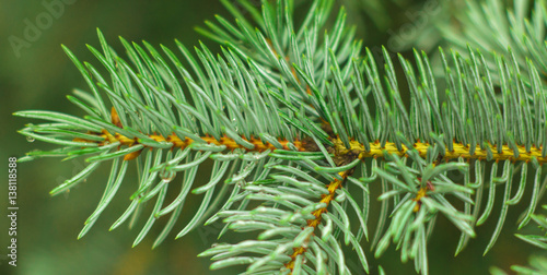 Spruce branch with cone in autumn