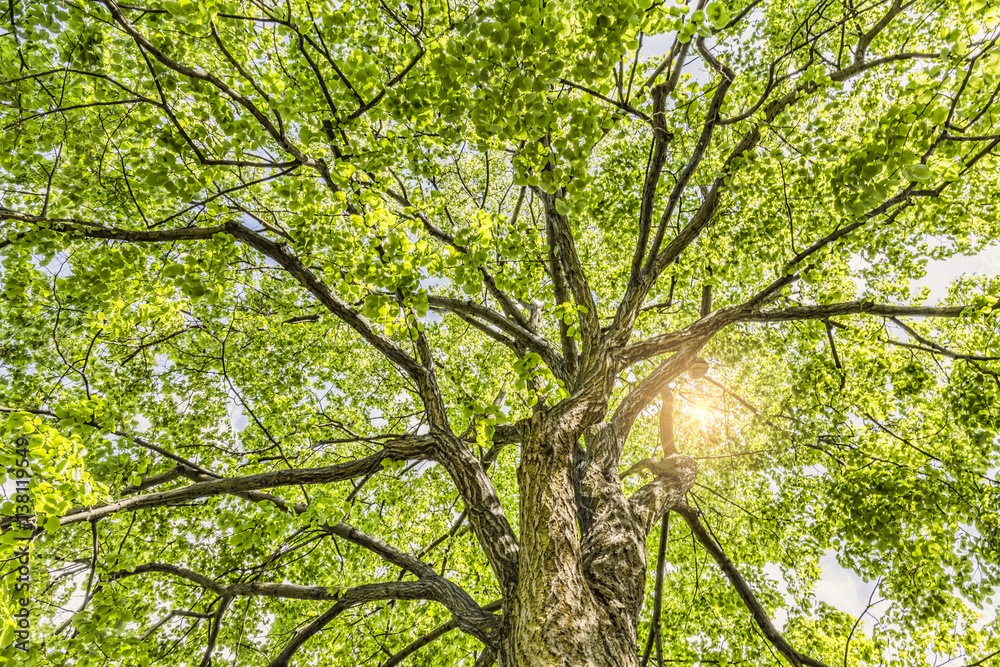 Obraz premium looking up into the tree crown