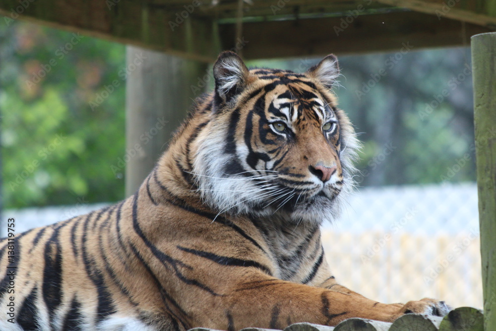 Obraz premium tiger 2