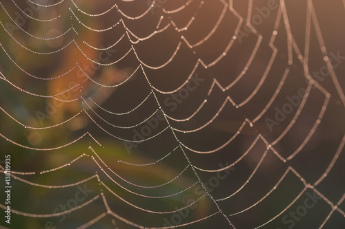 Fototapeta Naklejka Na Ścianę i Meble -  Spider web at sunrise