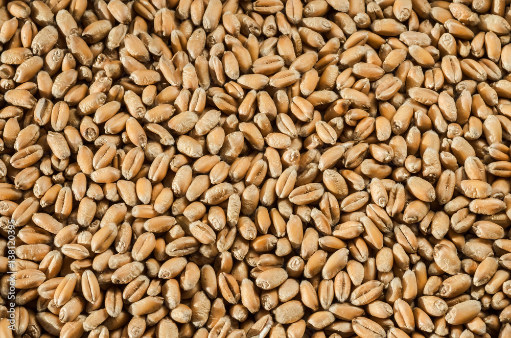 Grains of wheat on wood texture background. Grains of wheat on wood texture background.