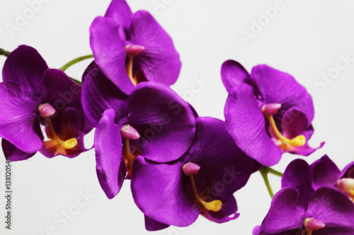 Fototapeta Naklejka Na Ścianę i Meble -  purple flower 7