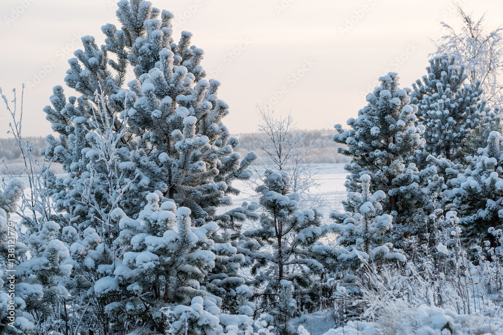 frosty pine trees and birch trees at winter forest frosty pine trees and birch trees at winter forest
