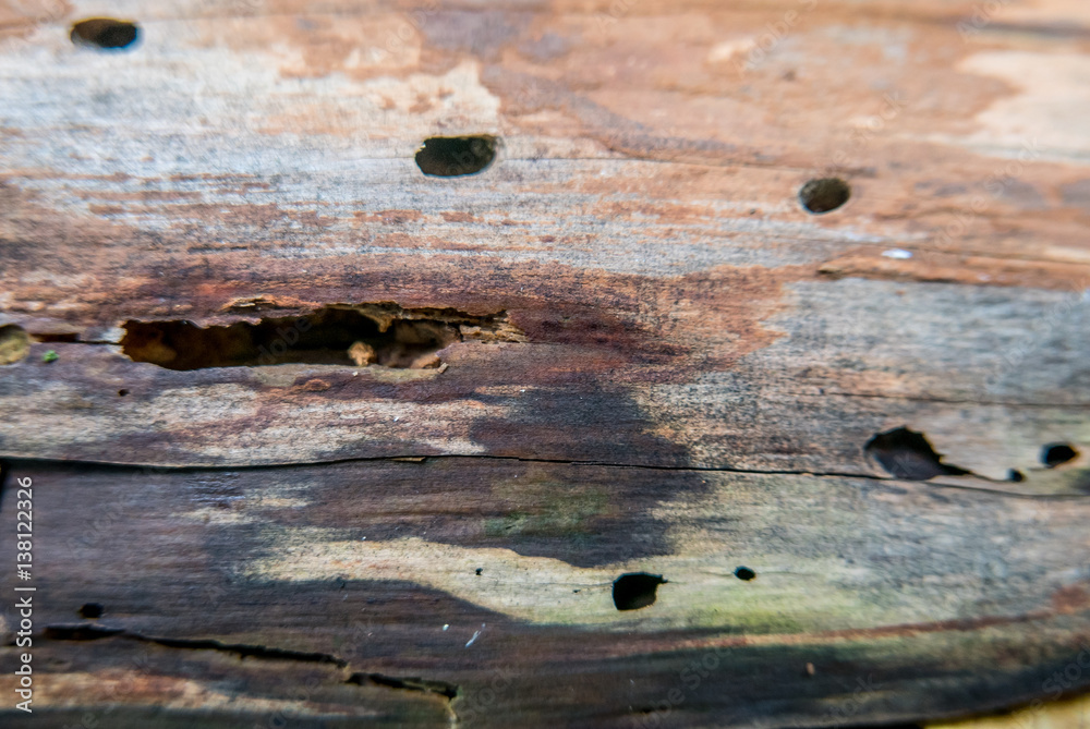 Obraz premium Modriges Holz