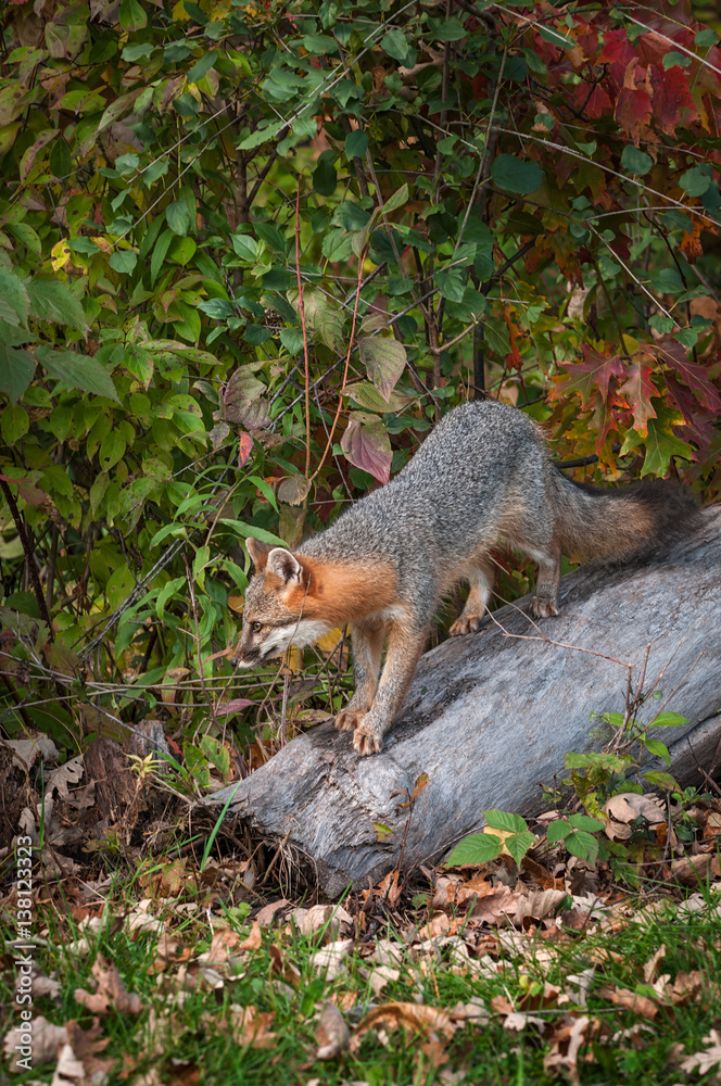 Obraz premium Grey Fox (Urocyon cinereoargenteus) Walks Down Log