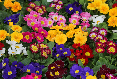 background of many colorful primroses © ChiccoDodiFC