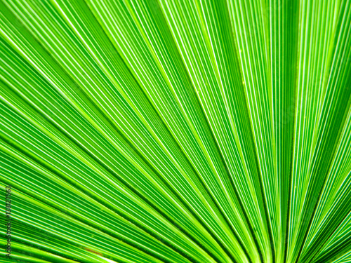 close up details on a green leaf  