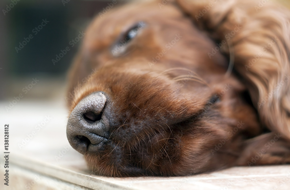 Nose of a sleeping lazy Irish Setter dog
