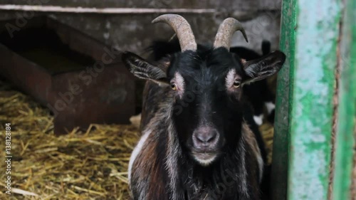 goat in cage at county fair