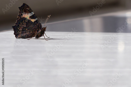 Butterfly urticaria (Aglais urticae) in the morning is on a table in a country house, vicinity of the city of Novosibirsk.