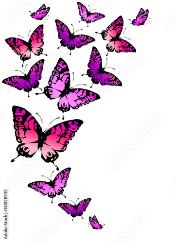 beautiful butterflies, isolated  on a white © aboard