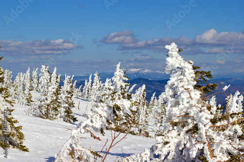 Spruce in the snow is in the top of the mountain Zelenaya, ski resort Sheregesh, Russia.